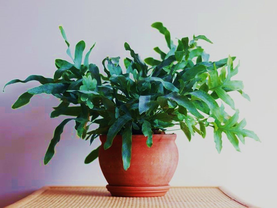 Blue Star Fern