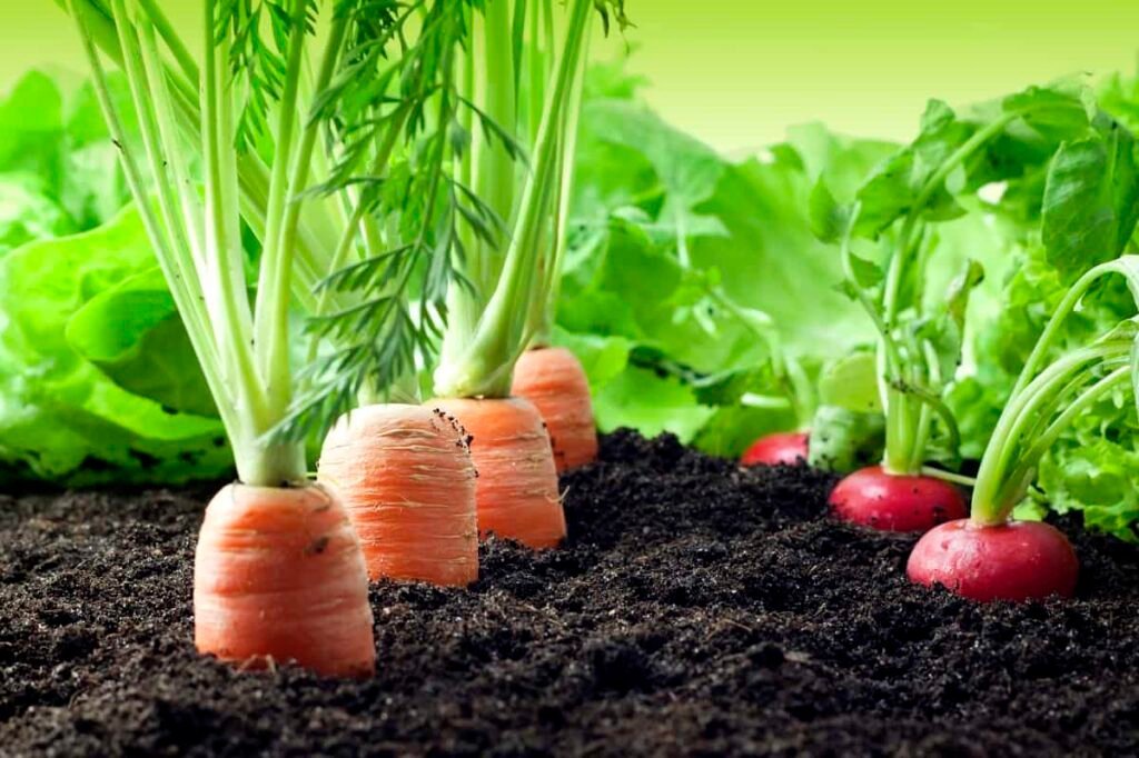 Organic Gardening