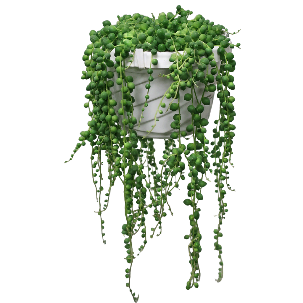 Variegated String of Pearls