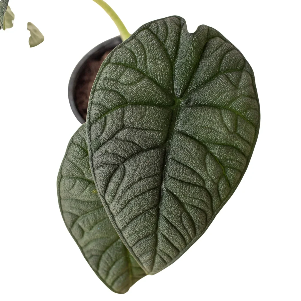 Alocasia Melo