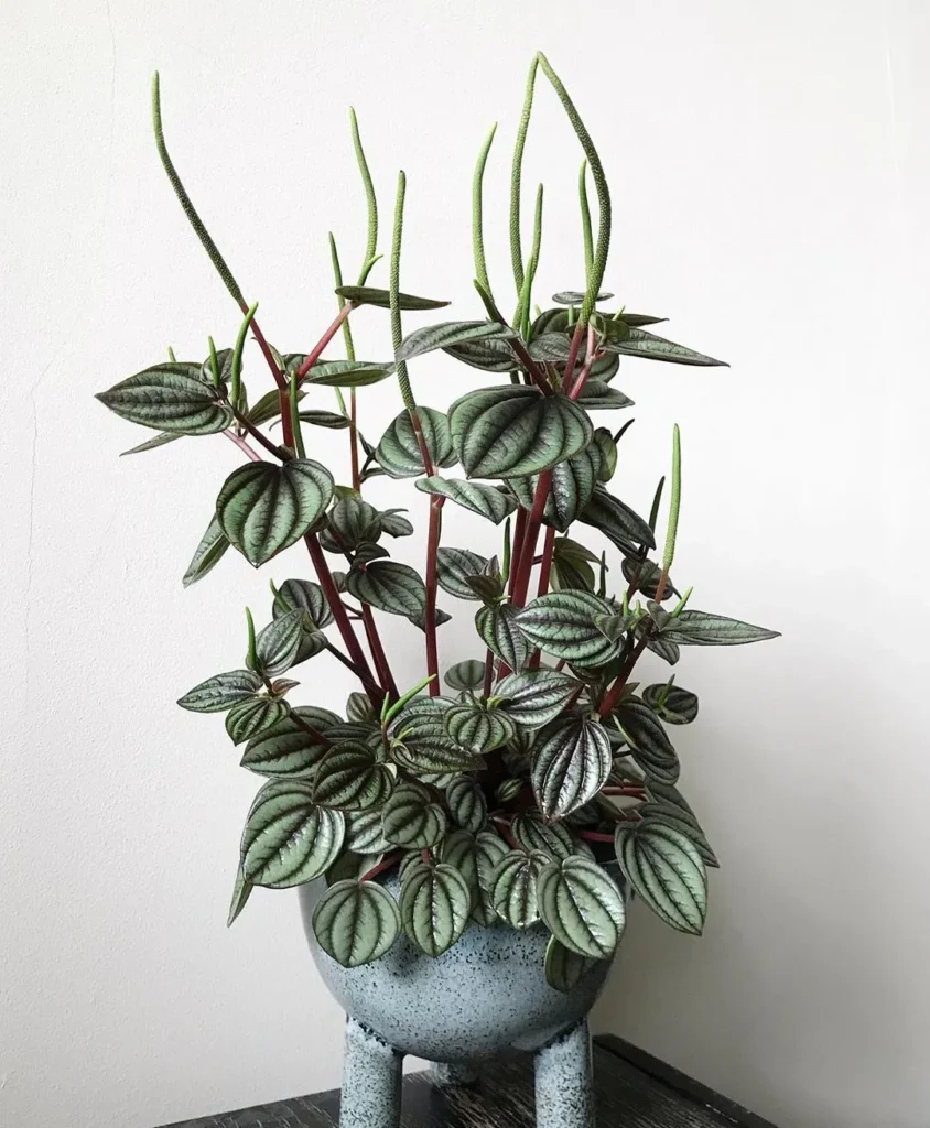Care Tips for Peperomia Rosso