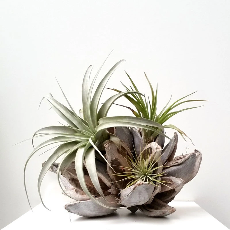 Air Plants
