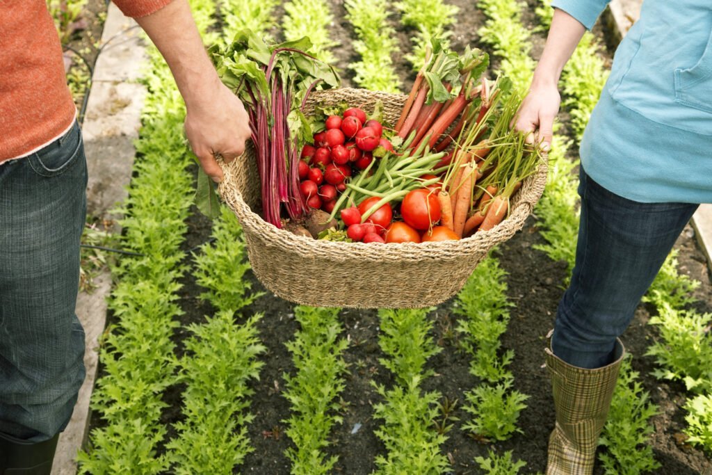 Harvesting Tips and Techniques
