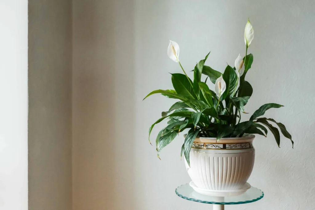 Low-Light Indoor Plants