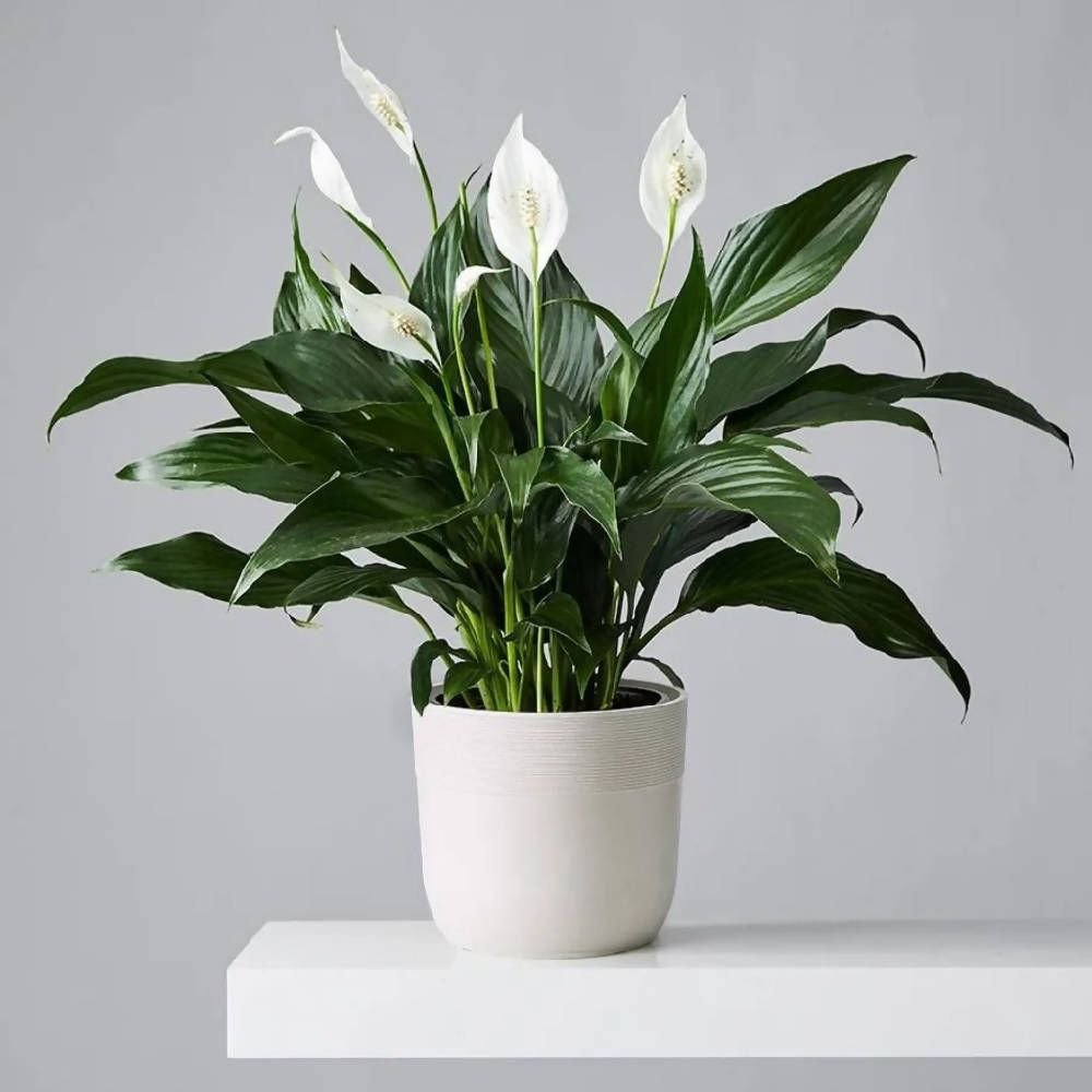 Peace Lily Plant