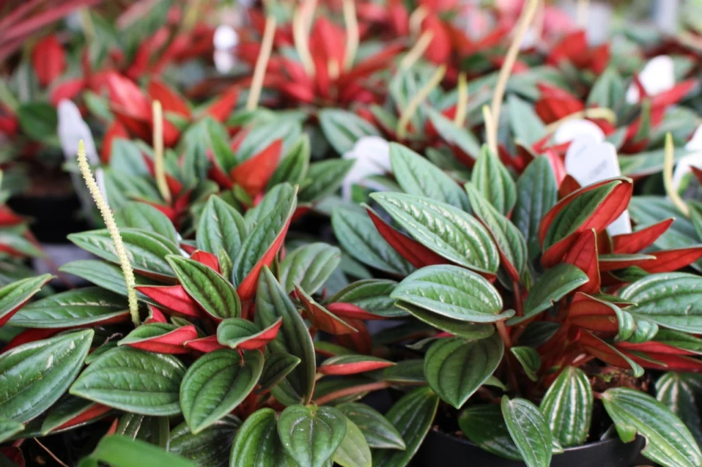 Propagation of Peperomia Rosso