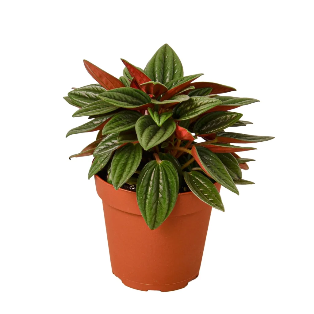 Benefits of Growing Peperomia Rosso