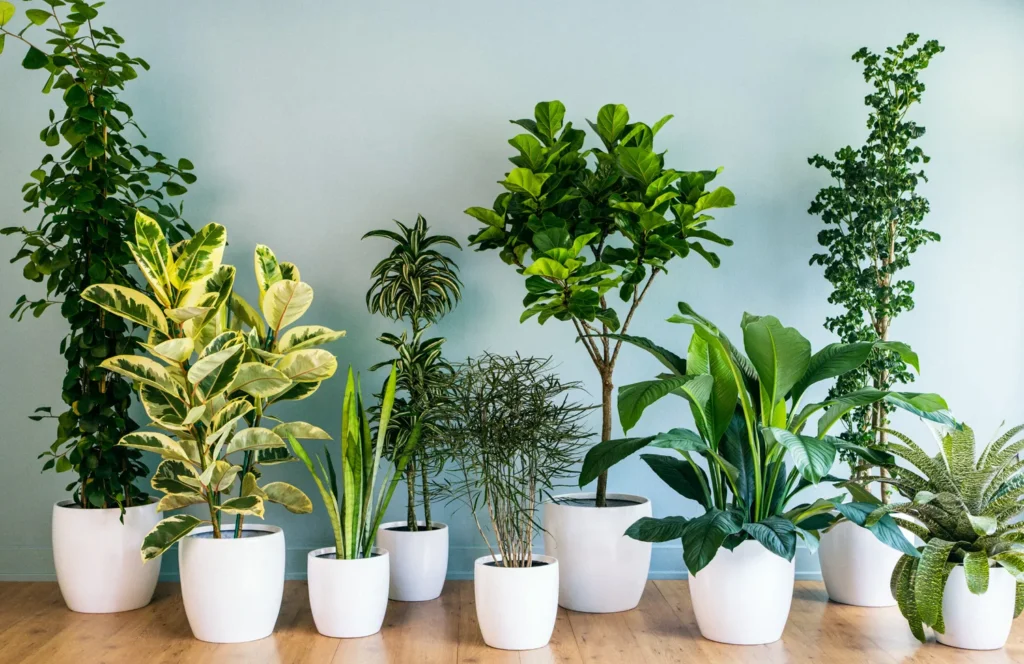 houseplants for low light