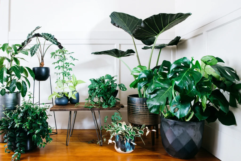 low-light houseplants
