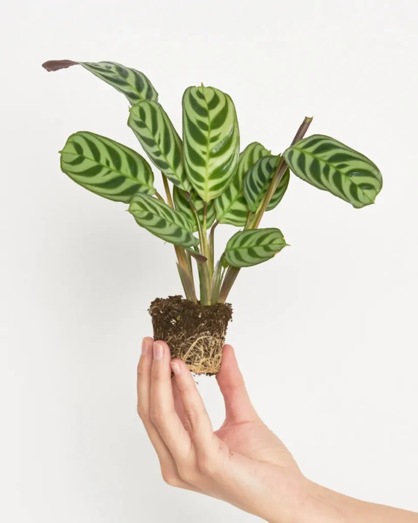 Maranta 'Beauty Kim'