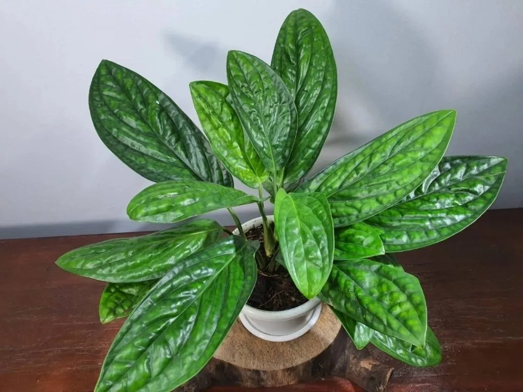 Monstera Peru houseplant