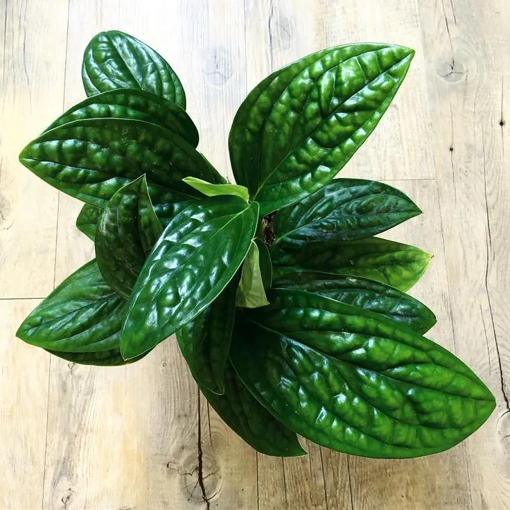 Monstera Peru plant