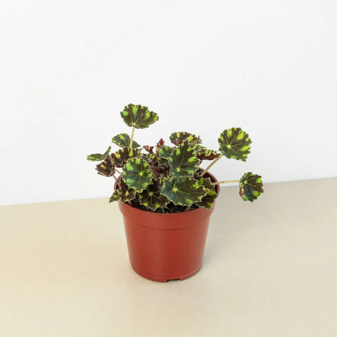 Begonia Tiger Paw