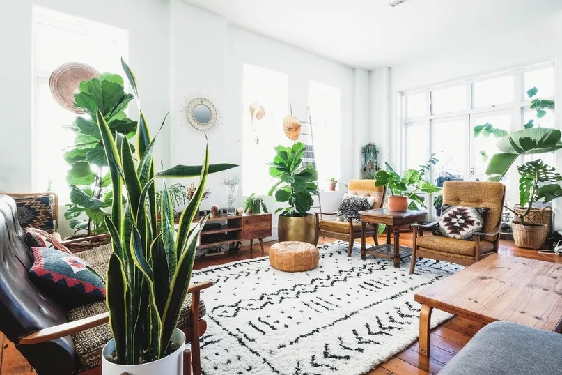 Bringing Elegance to Your Living Room with Indoor Plants