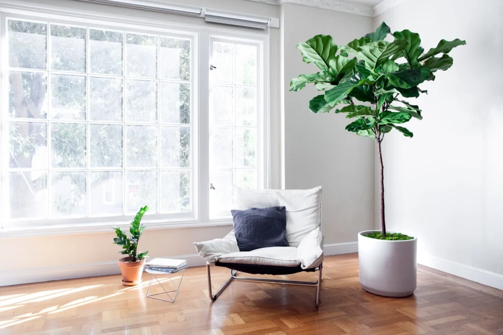 Fiddle Leaf Fig