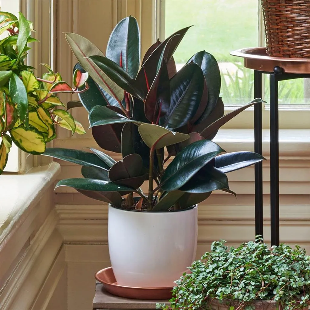 Rubber Plant