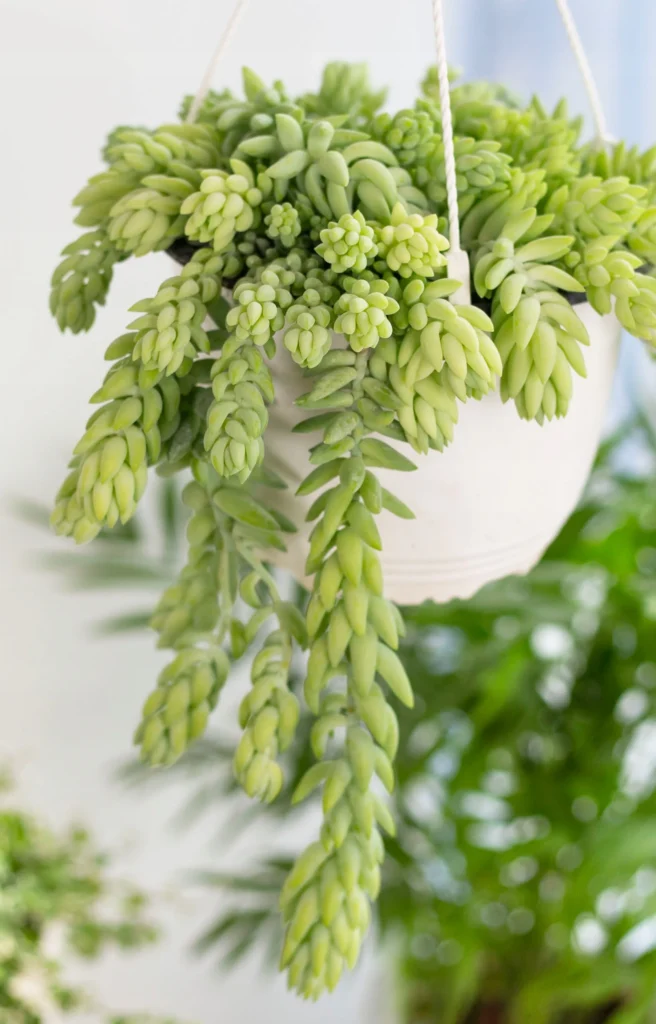 Best 10 Indoor Hanging Plants