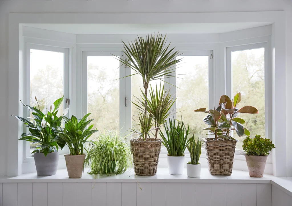 fast-growing houseplants