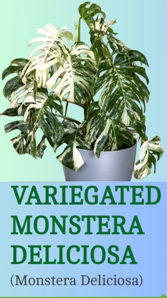 Most Expensive Houseplants