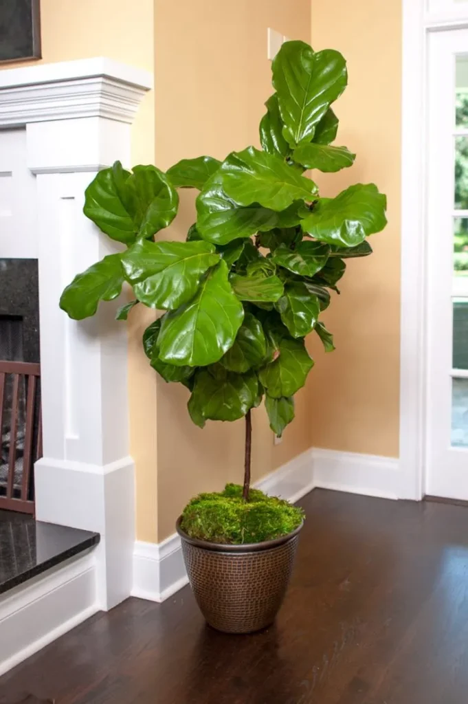 Tall houseplants