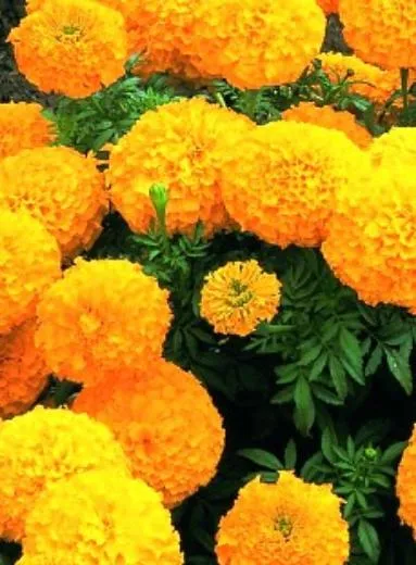 best flower for pest control