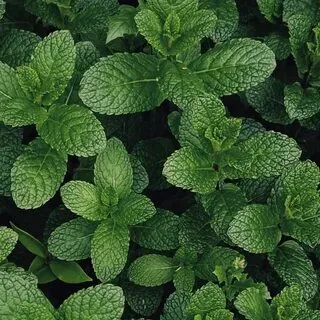 Companion Planting for Pest Control