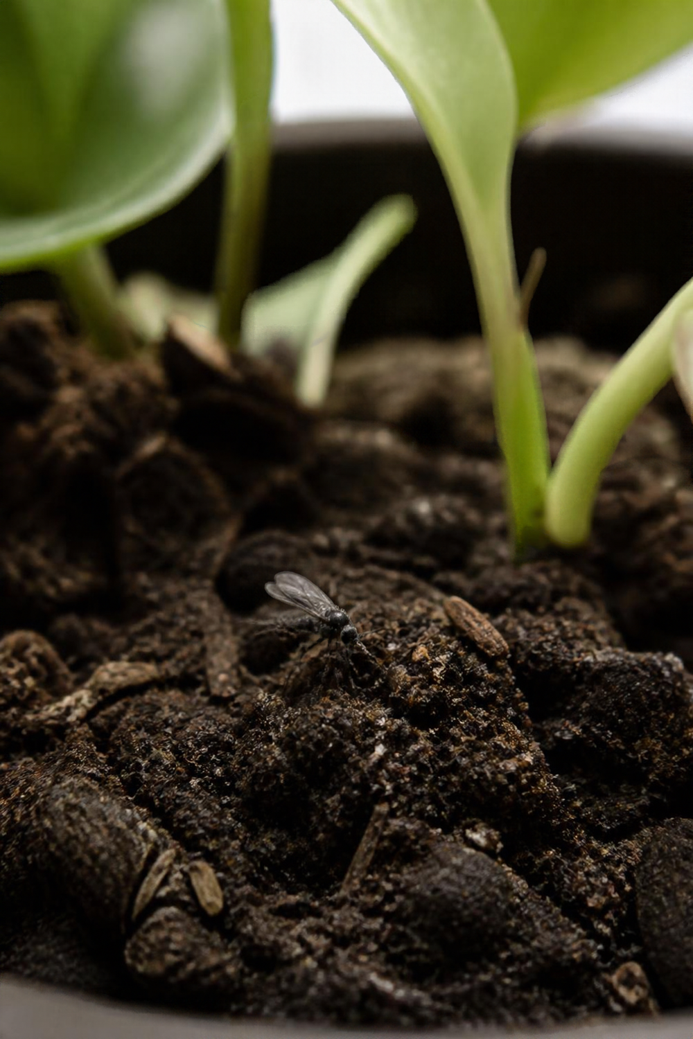 Close, natural photo of a tiny dark gnat resting on the dark soil of a potted houseplant, with a few green leaves in the background. Normal indoor light. No text, labels, arrows, icons, or polished advertising look.