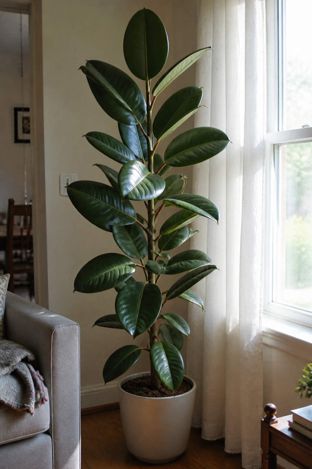 Natural photo of a tall rubber plant with dark, glossy green leaves in a plain pot near a bright window in a living room, with a sheer curtain. Soft daylight, ordinary home setting. No text, labels, arrows, icons, or polished advertising look.